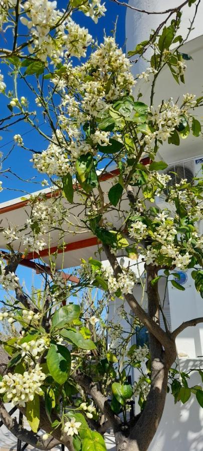 Silvi Mari Apartments Platanes  Ngoại thất bức ảnh